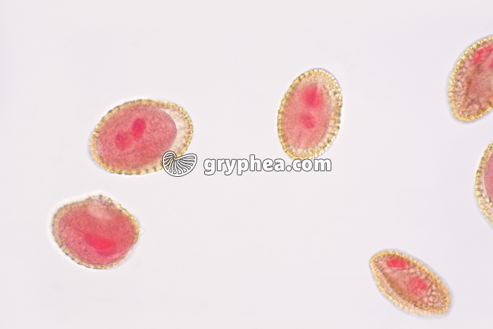 Pollen de Lys x100 - gryphea.org